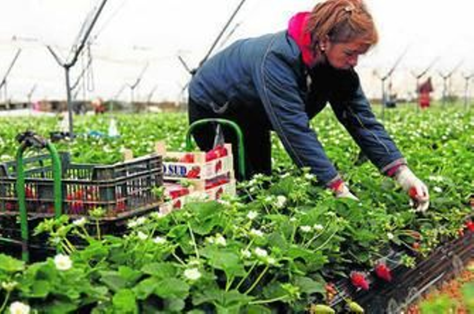 Una temporera recoge fresas en una de las fincas de cultivo de la provincia.