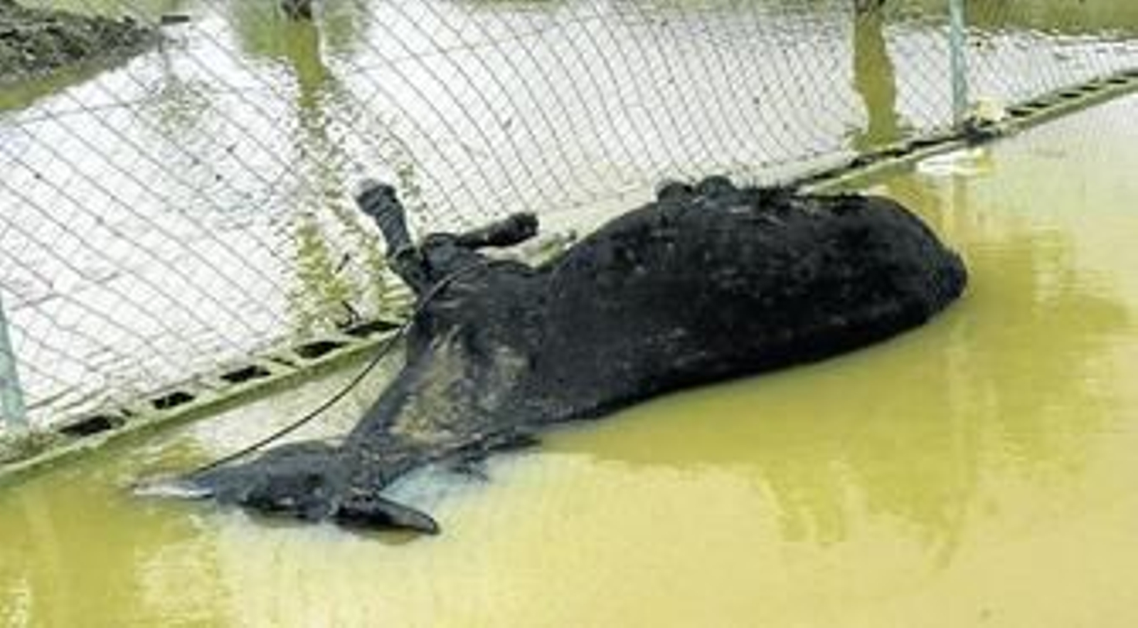 Uno de los caballos muertos en el centro ecuestre denunciado en Alhaurín de la Torre.