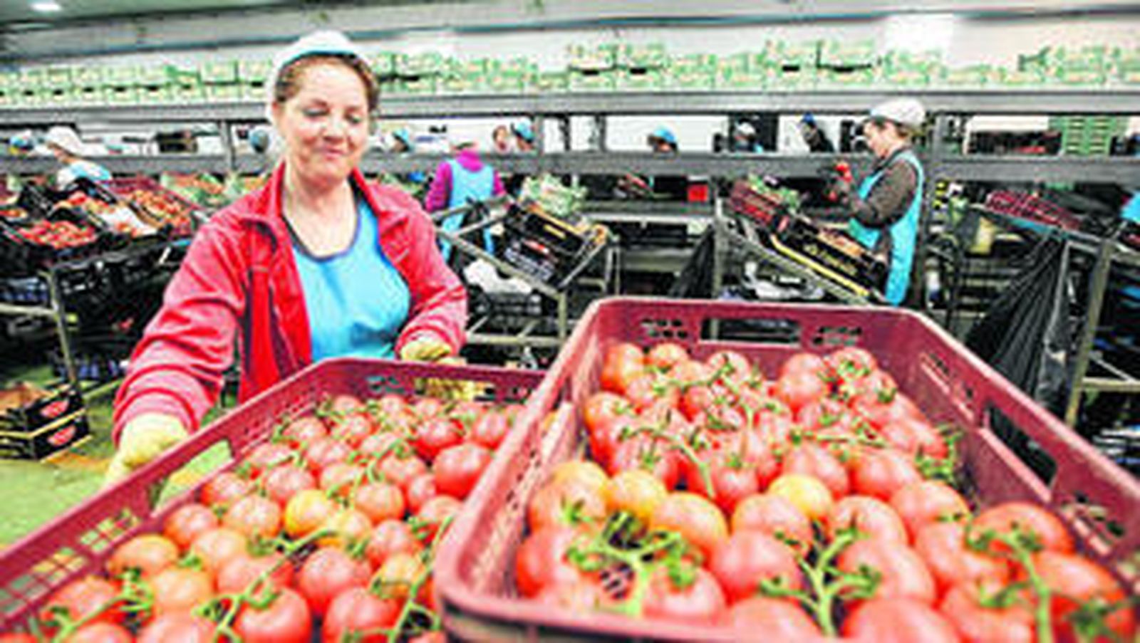 El tomate continúa siendo el primer producto del grupo en cuanto a volumen de producción.