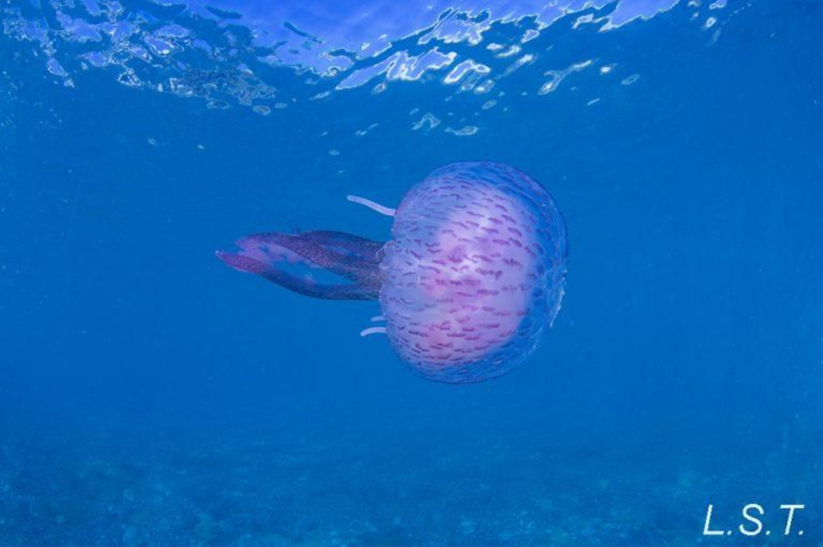 Medusa luminiscente.