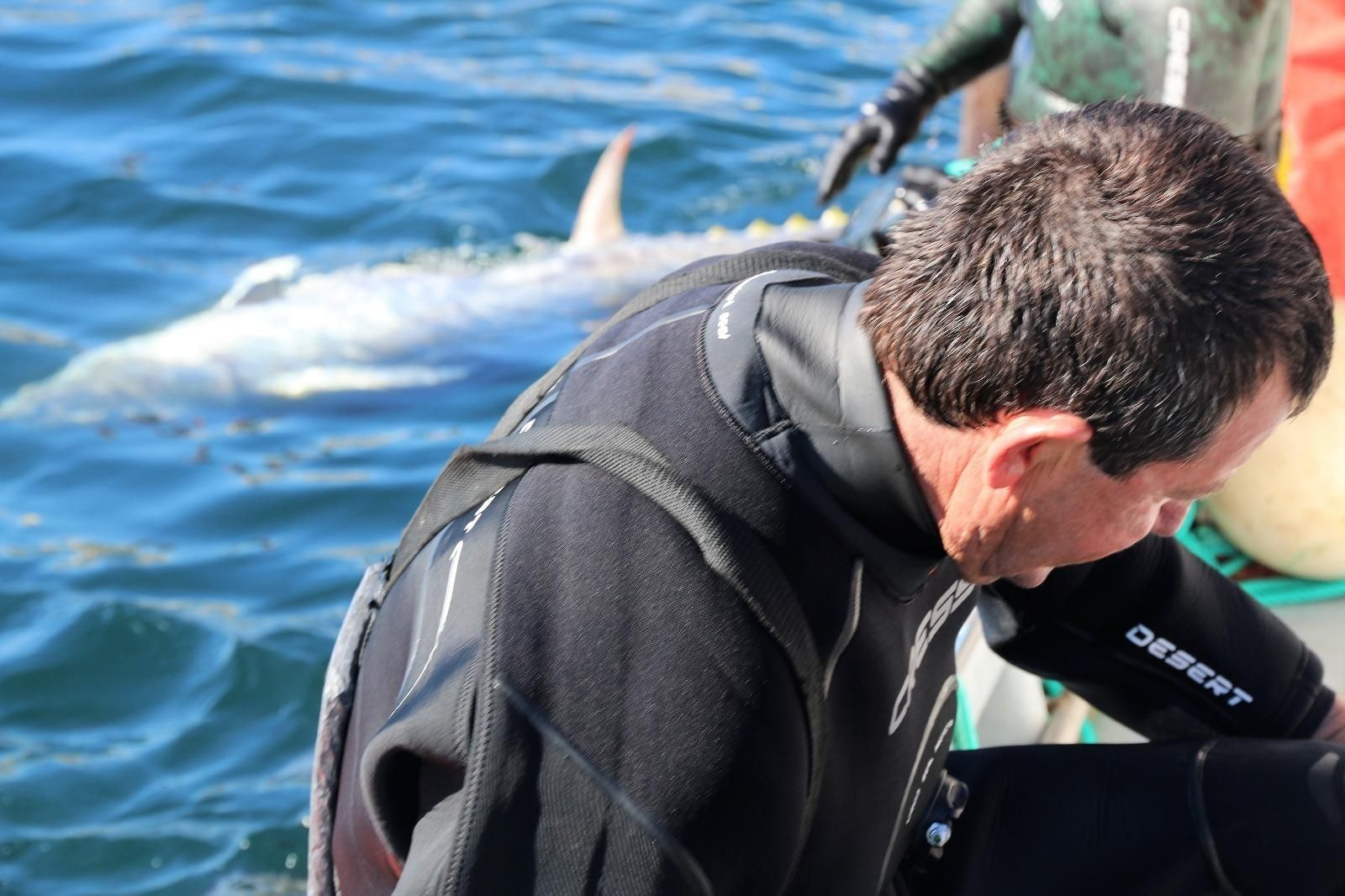 Javier Portela, en plena faena en la almadraba.