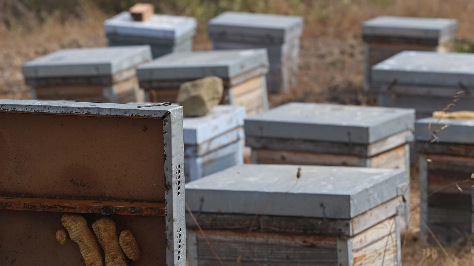 El arte de la apicultura en Los Barrios