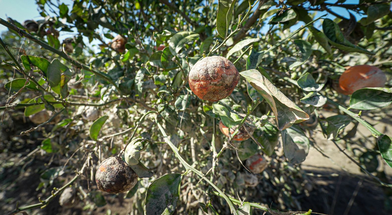 Imágenes de la visita de Juanma Moreno y el comisario europeo de Agricultura a los campos afectados por el temporal en Jerez