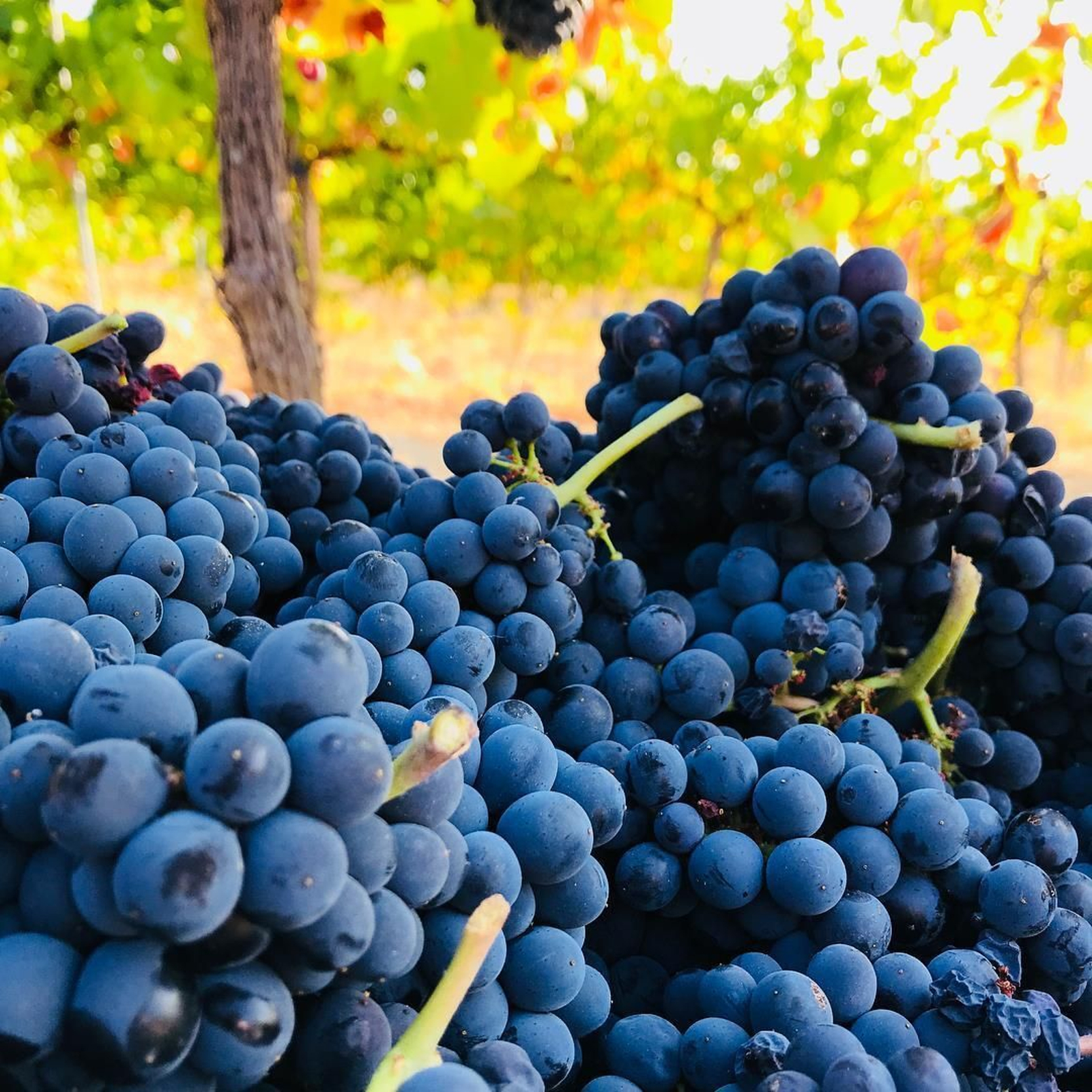 Uvas tintas en bodegas Marenas, en Montilla.