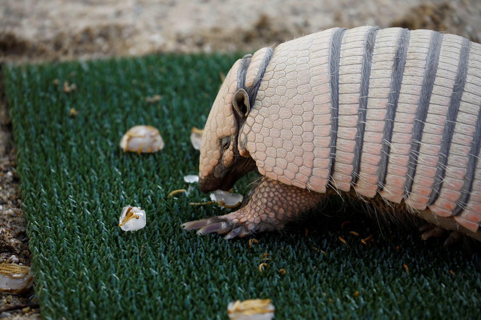 Fotogalería: Así viven los animales del Zoo de Córdoba los meses de verano