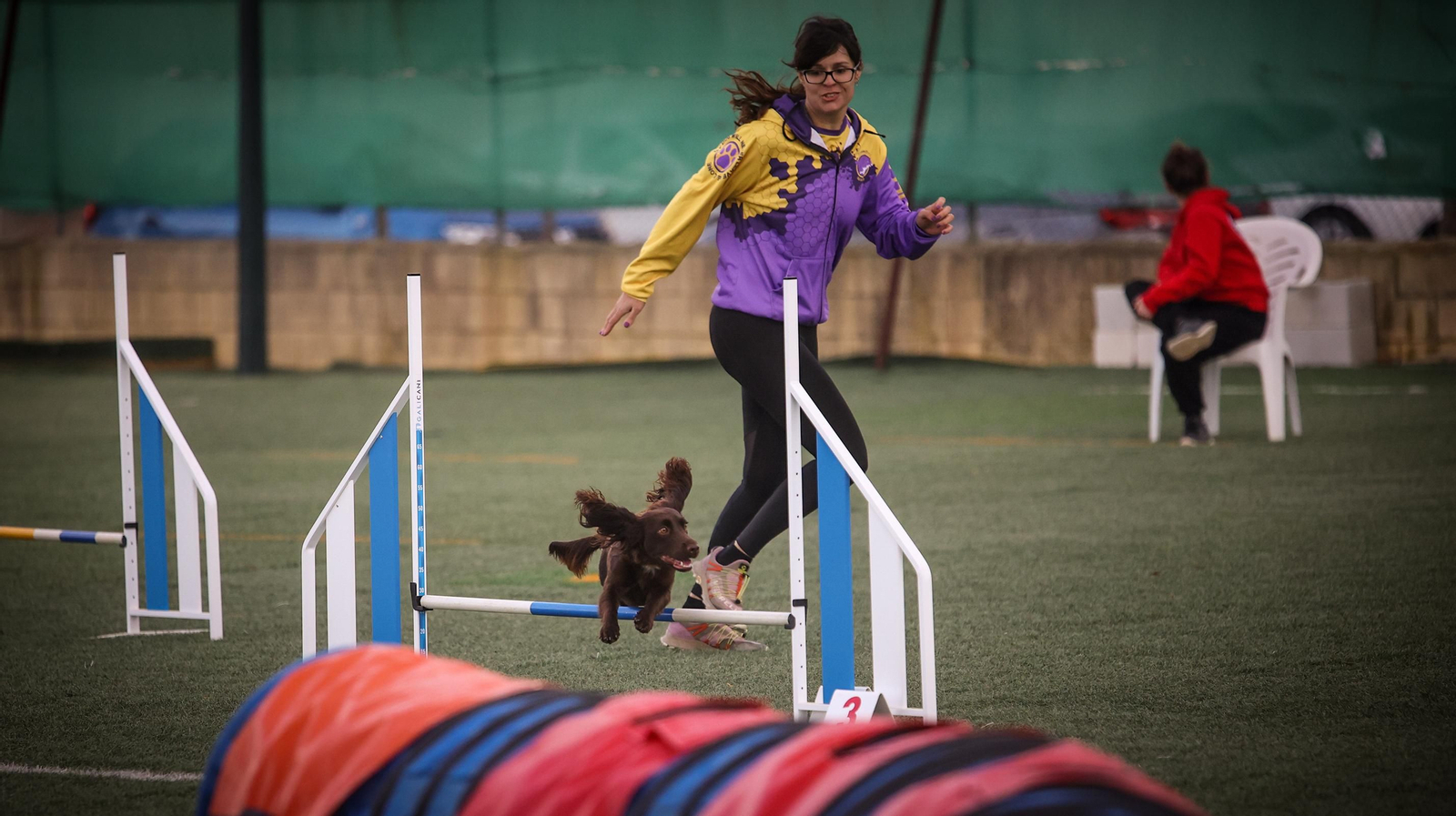 Habilidad canina en la prueba puntuable para el Campeonato de España de 'Agility' celebrado en Jerez Espectaculares las pruebas de disciplina canina puntuables para el Campeonato de España de Agility
