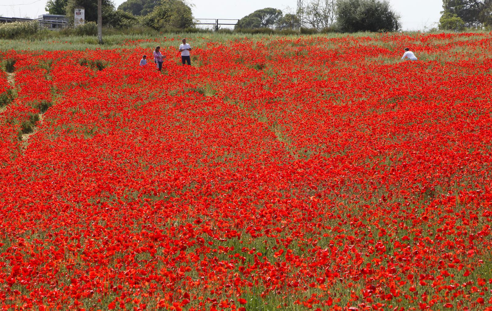 Campo de amapolas en Alcalá de Guadaira