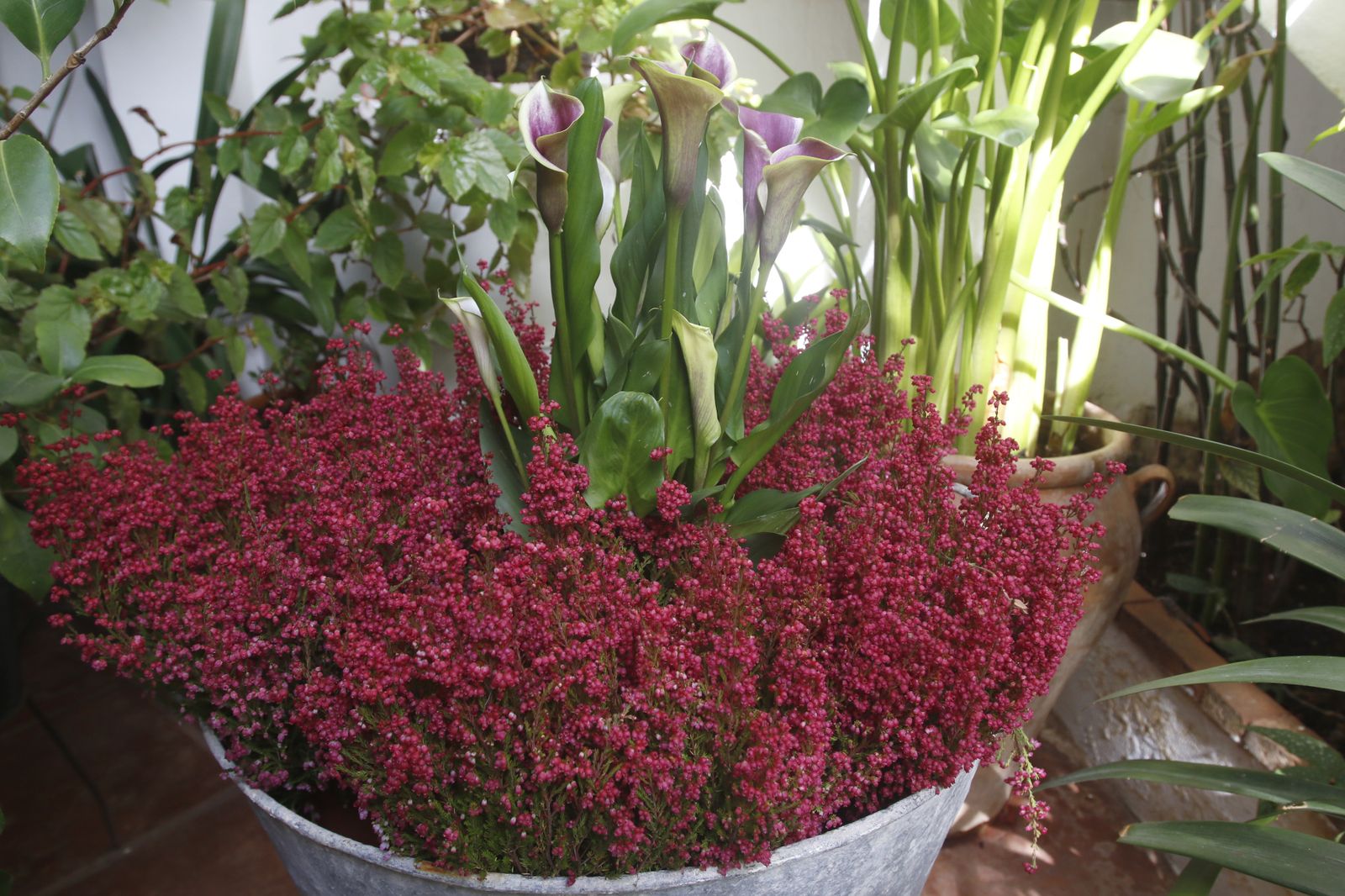 Las fotografías de los Patios de Córdoba en otoño