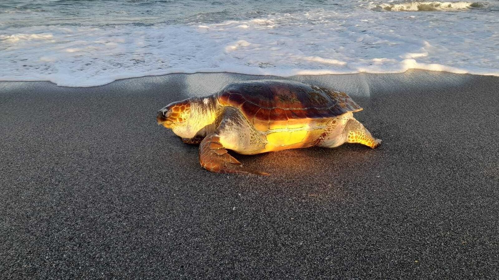 La tortuga boba que apareció muerta en la playa de Levante.