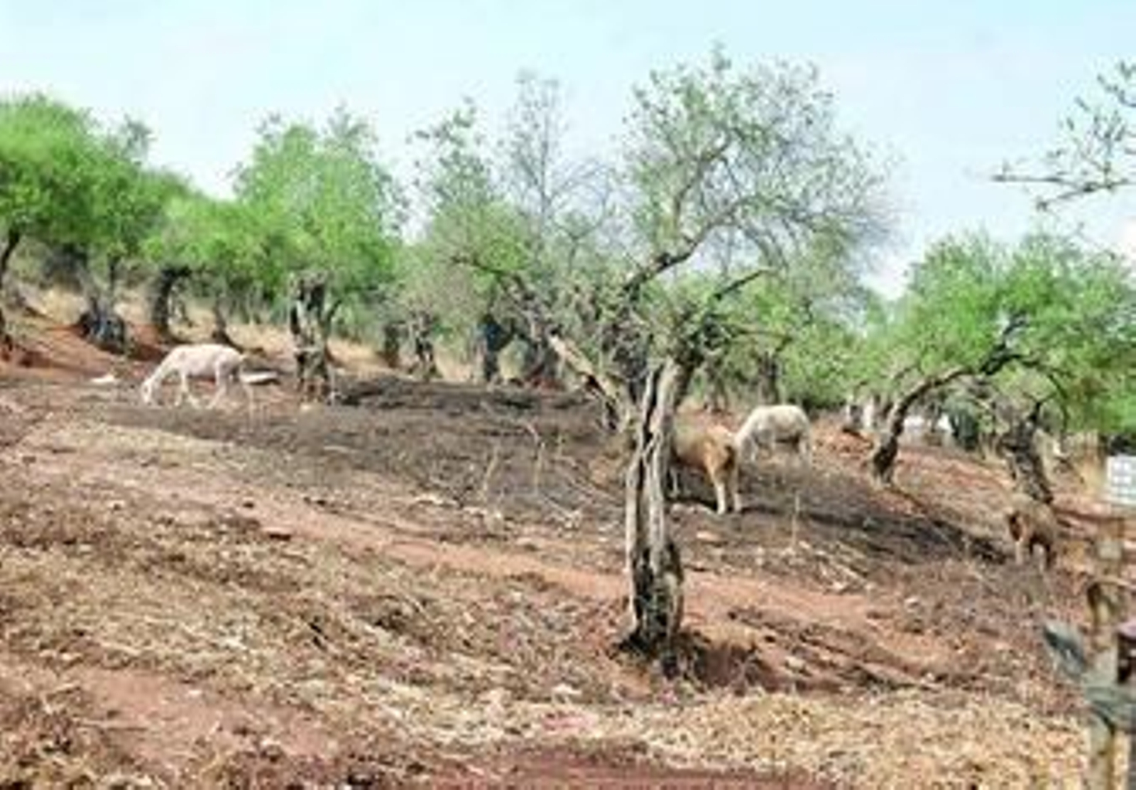 Rebaño de ovejas en la zona de Posadas, en la Vega del Guadalquivir.