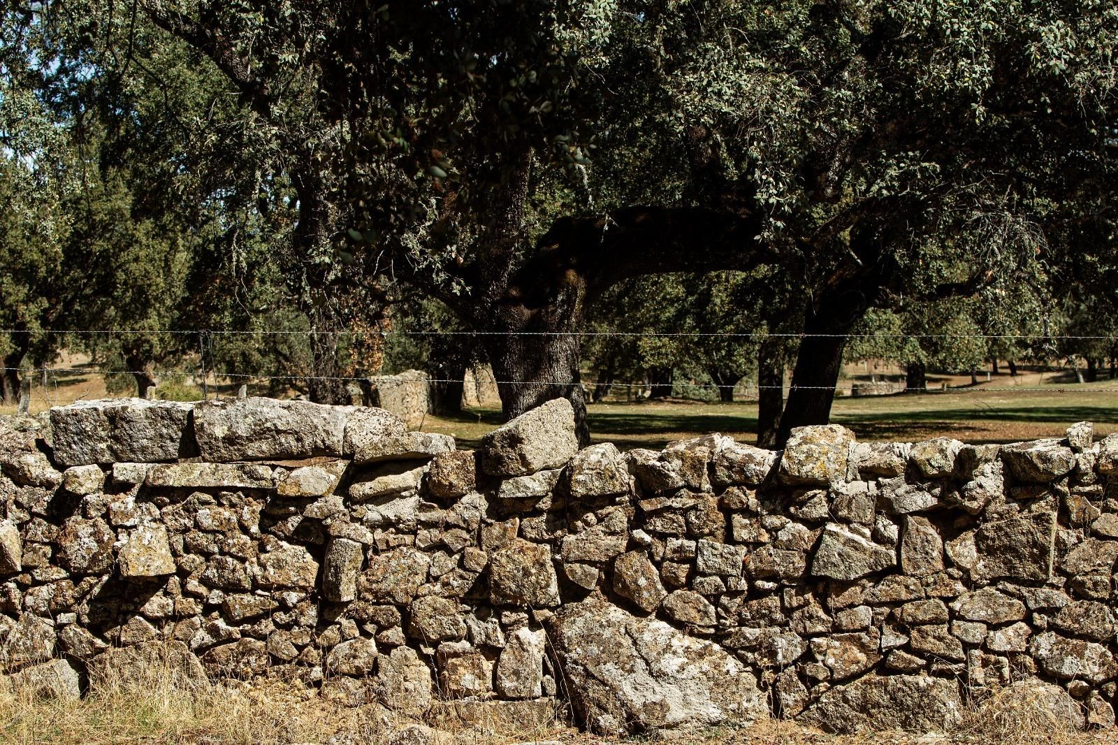 Imagen de una dehesa de Los Pedroches.