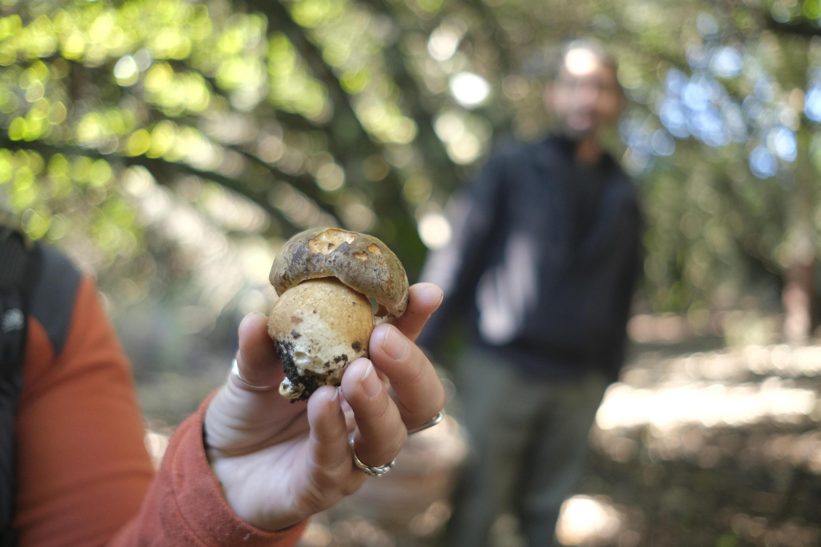 Mocología de la Serranía de Ronda, en fotos.