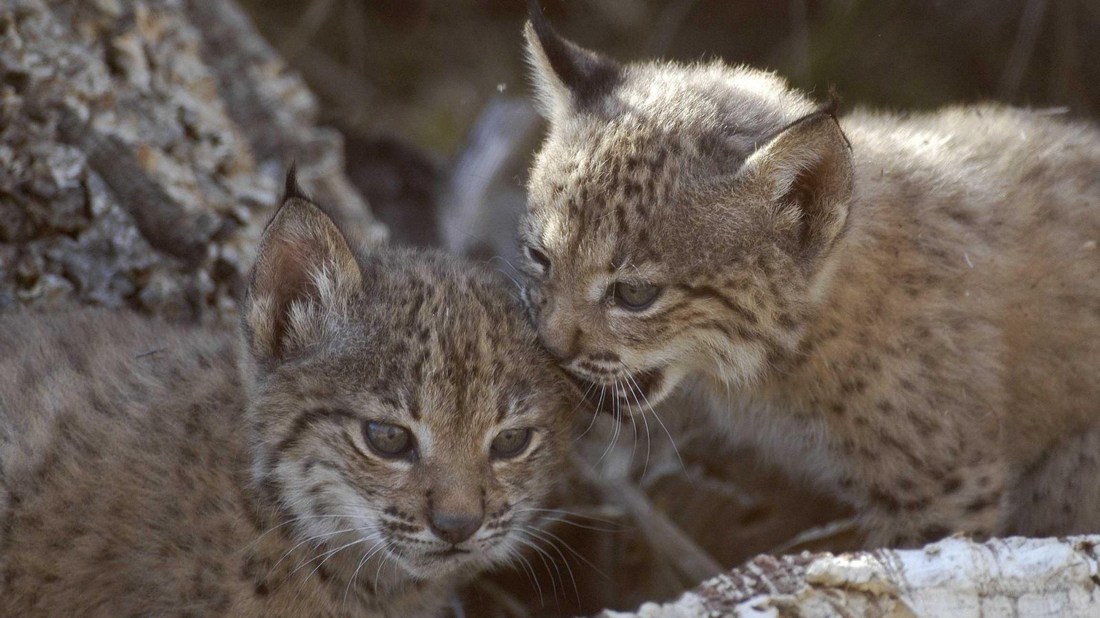 Cachorros de Lince Ibérico en el Centro de El Acebuche