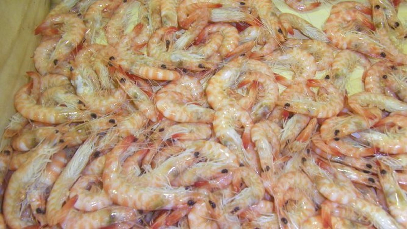 Los langostinos de estero son más pequeños que los de Sanlúcar.