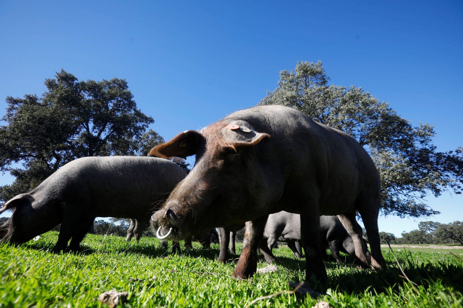 Cerdos ibéricos, en una dehesa de Los Pedroches.