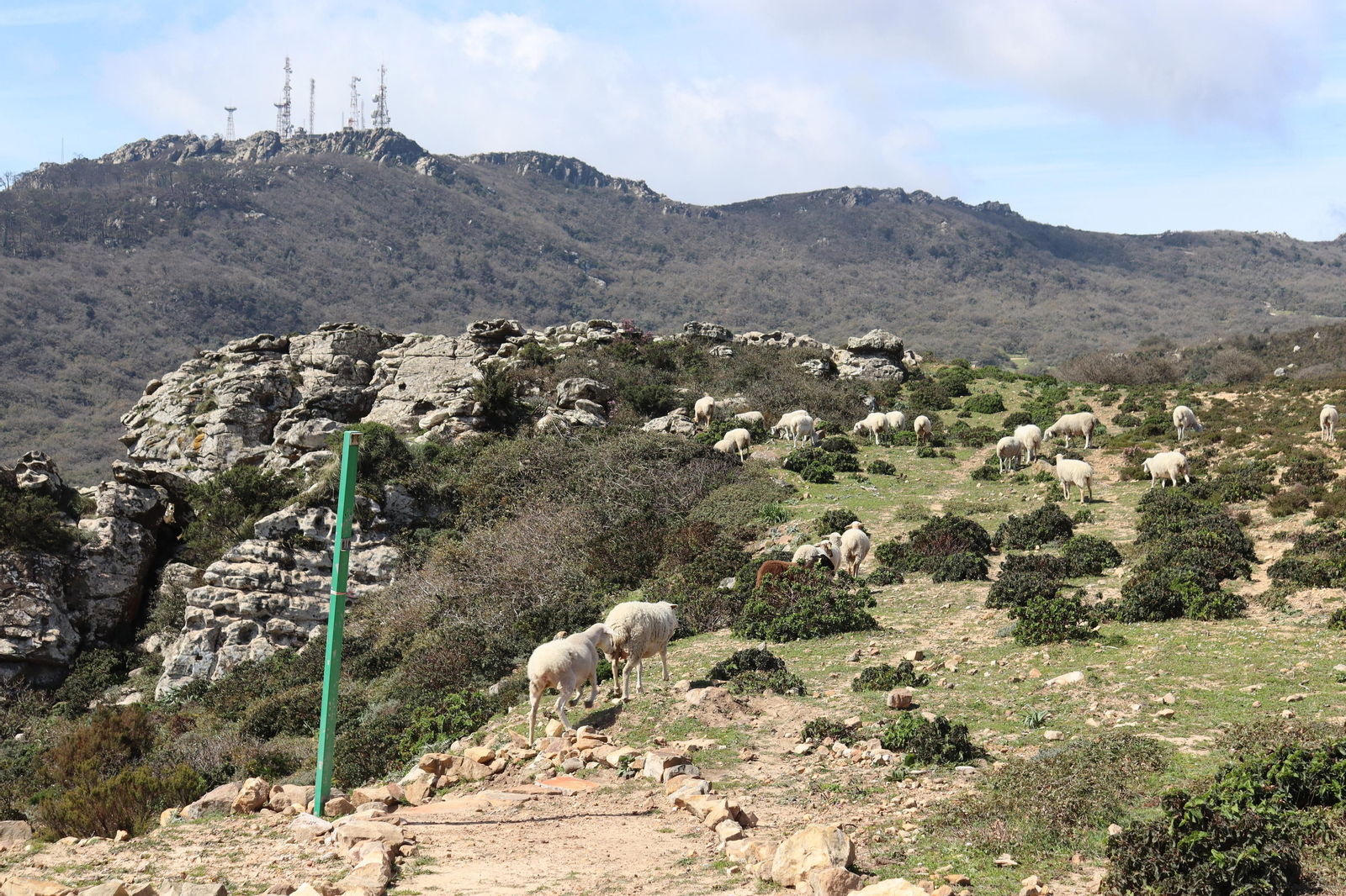 Fotos de la flora y fauna del Parque Natural de Los Alcornocales