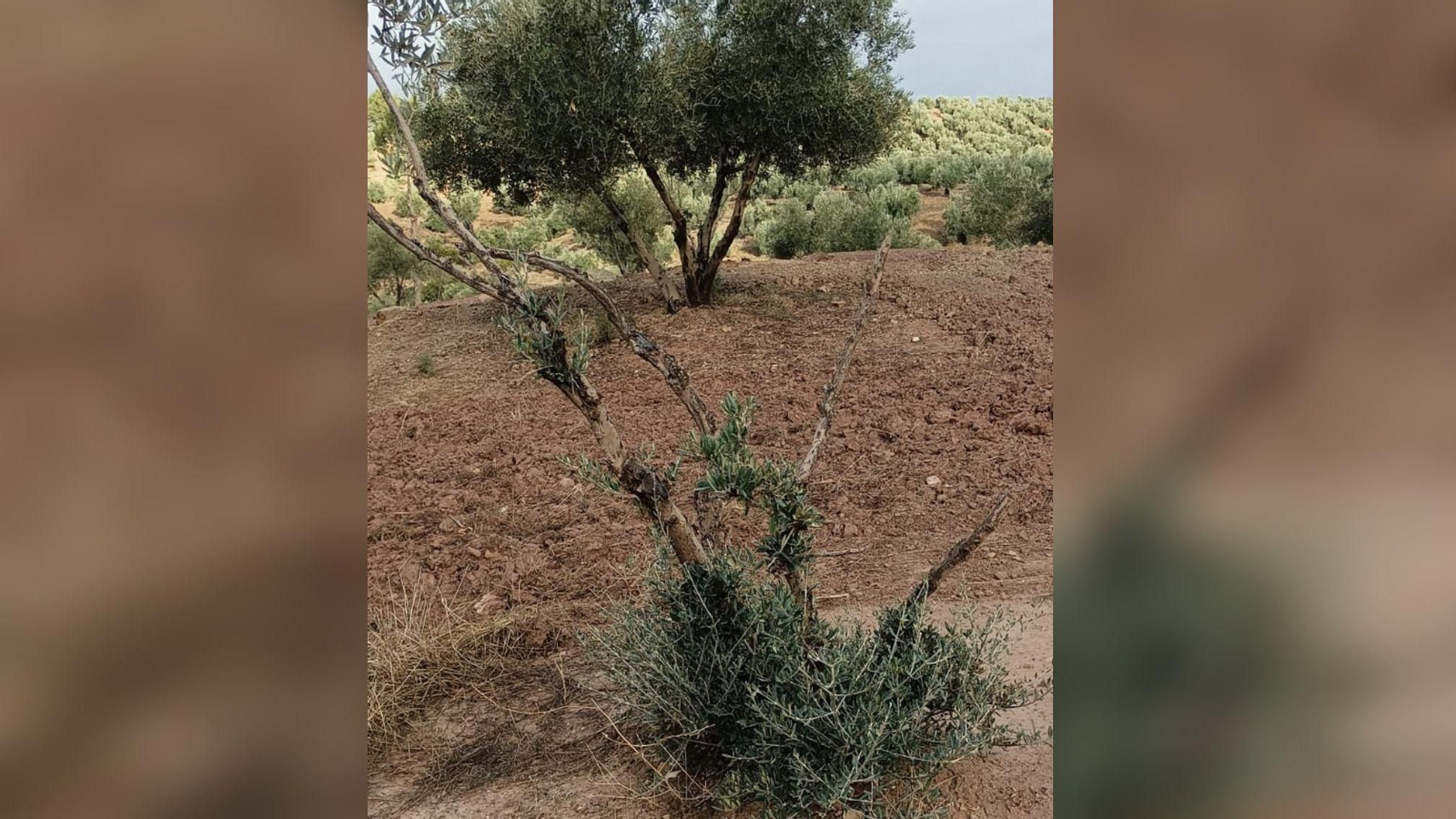 Olivo joven con las ramas partidas por ciervos.