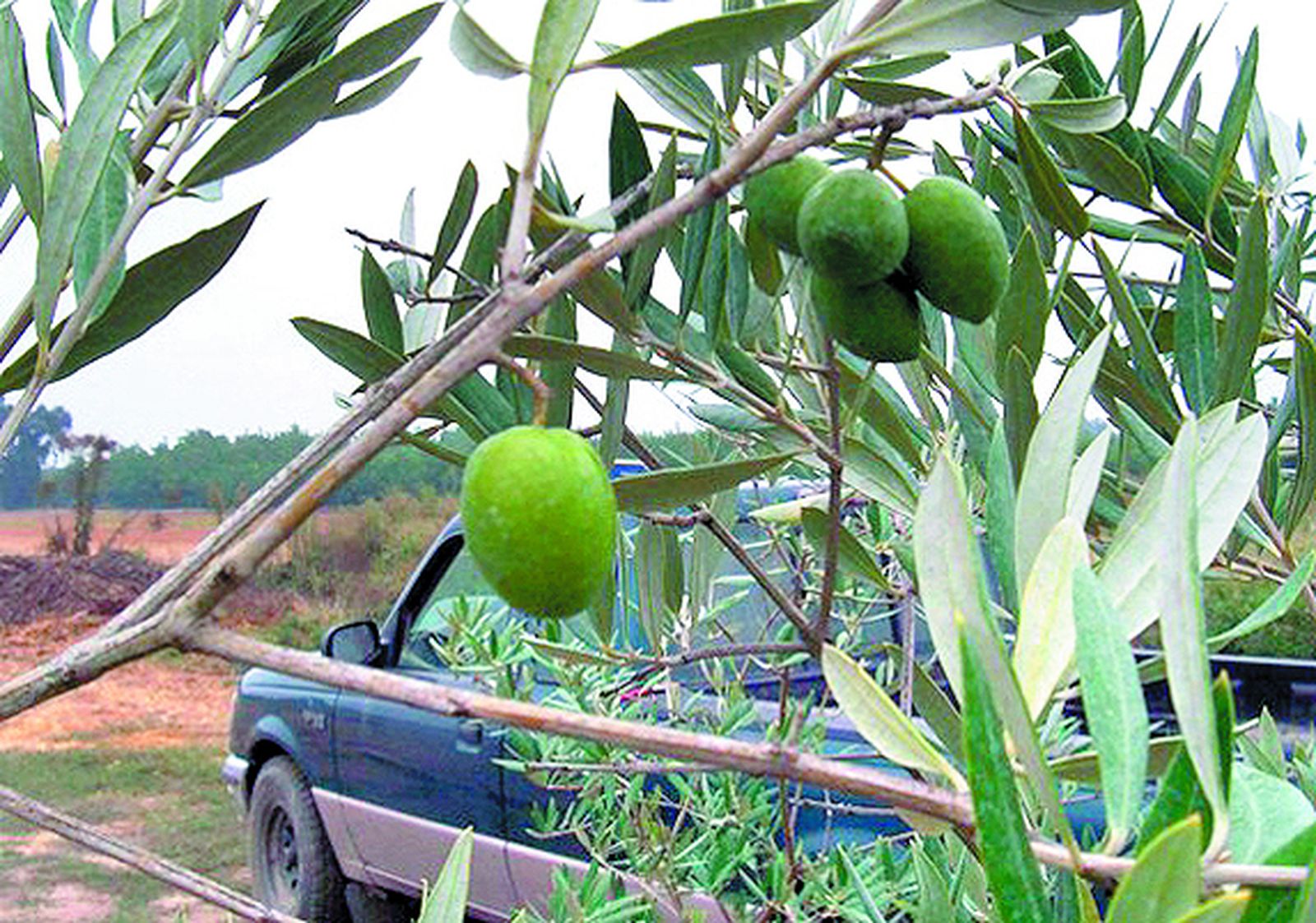 Variedad de planta de olivo picual.