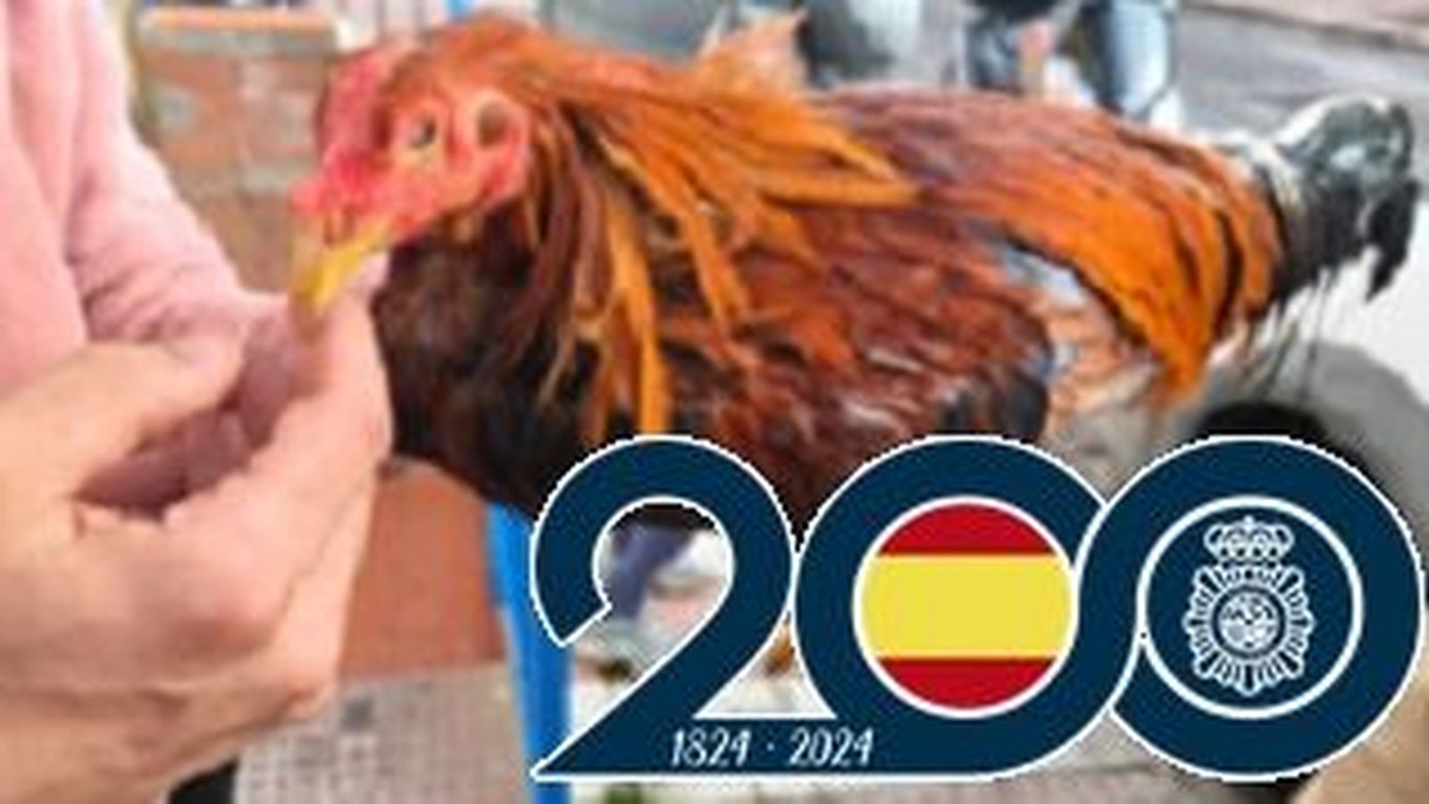 Uno de los gallos presuntamente usados para peleas