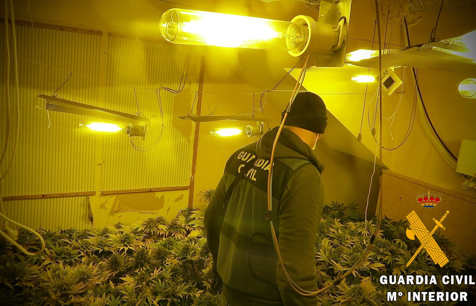 La Guardia Civil detiene a tres personas e investiga a otra por cultivar marihuana en sus domicilios en presencia de sus hijos menores