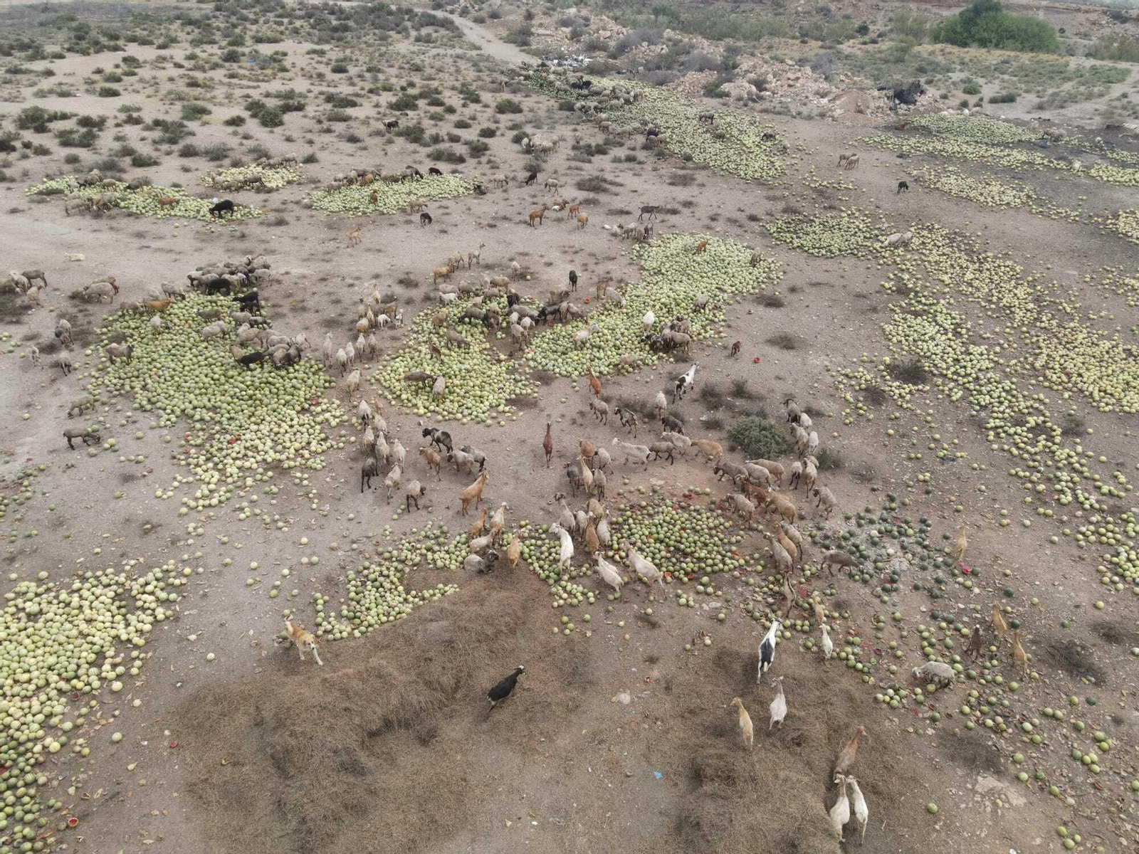 Un rebaño de ovejas se alimentan de miles de kilos de sandía y melón en Campohermoso ayer.