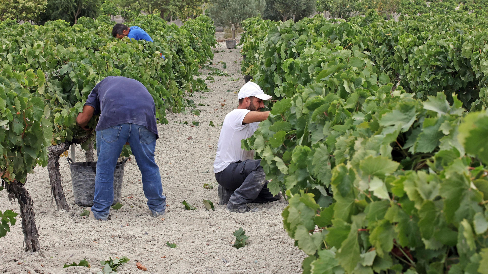 Vendimia a mano en Viña el Candelero en Jerez