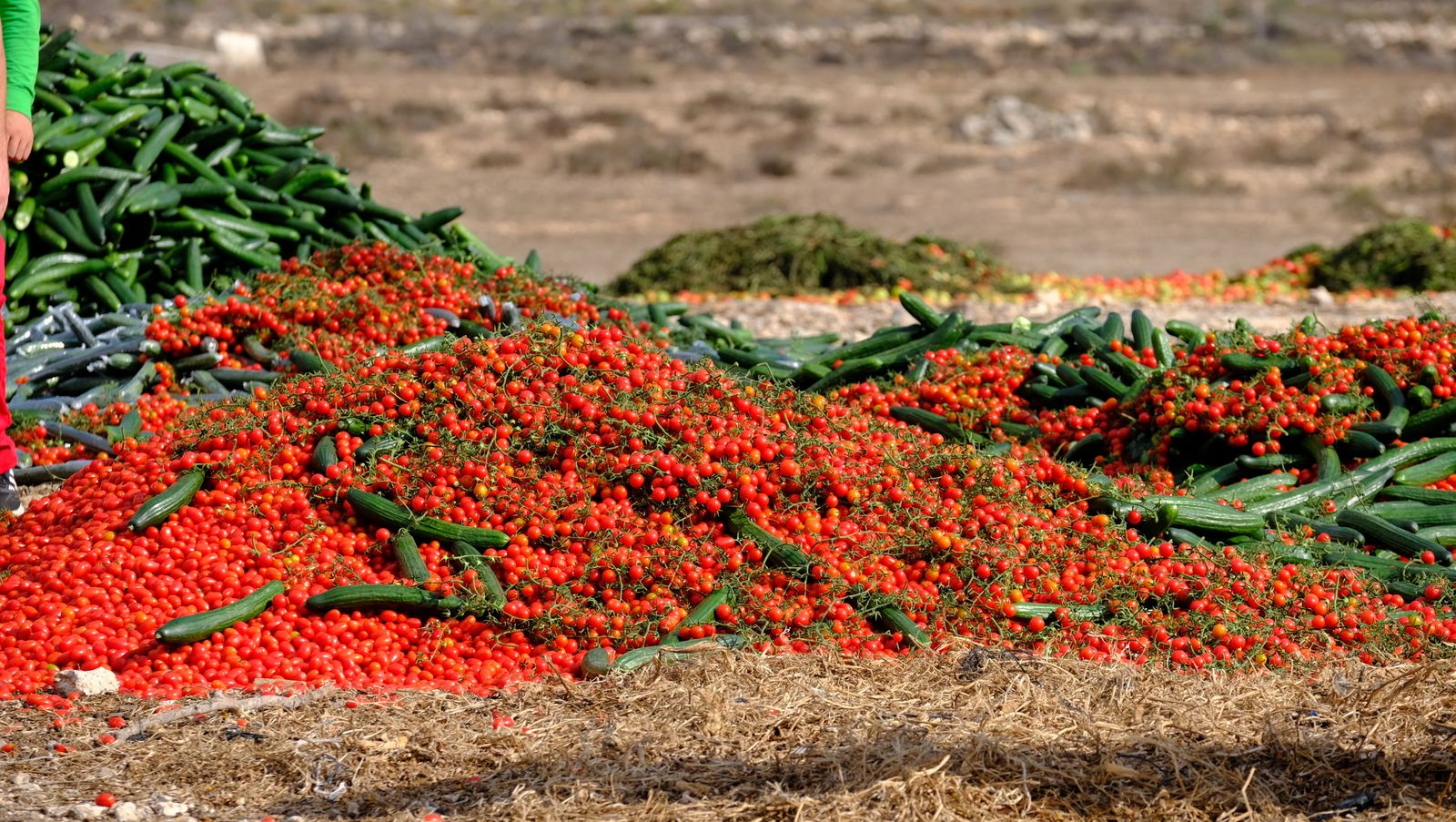 Fotogalería destrucción de pepinos en Almería