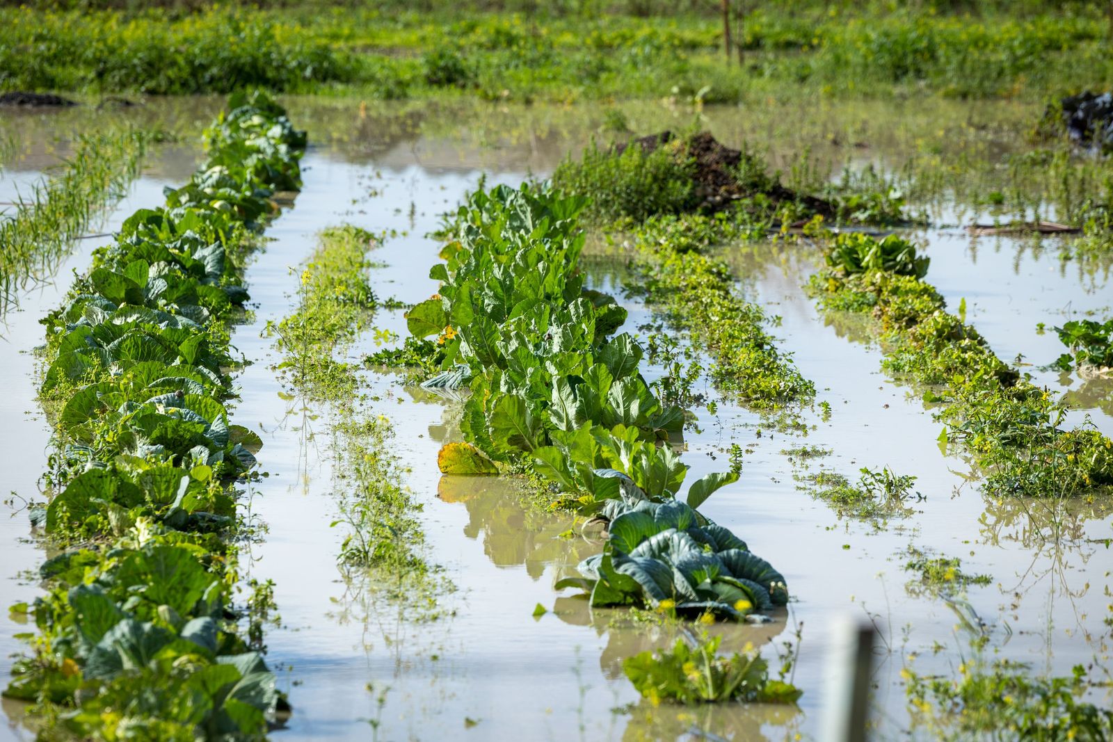 Las imágenes de las inundaciones en Arcos: la espectacular crecida del río Guadalete por la apertura de las presas