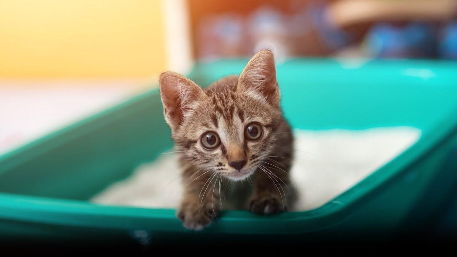 Los gatos, los perros y los hurones son los animales que no se podrán comprar en tiendas.