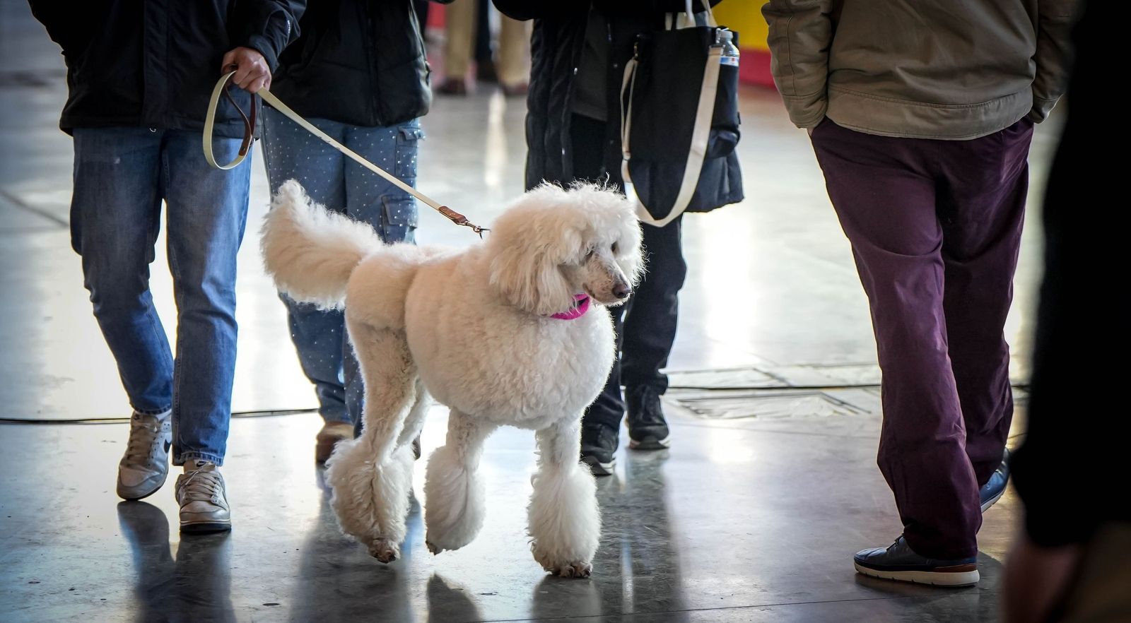 Espectacular exposición canina en Ifeca Jerez, en imágenes