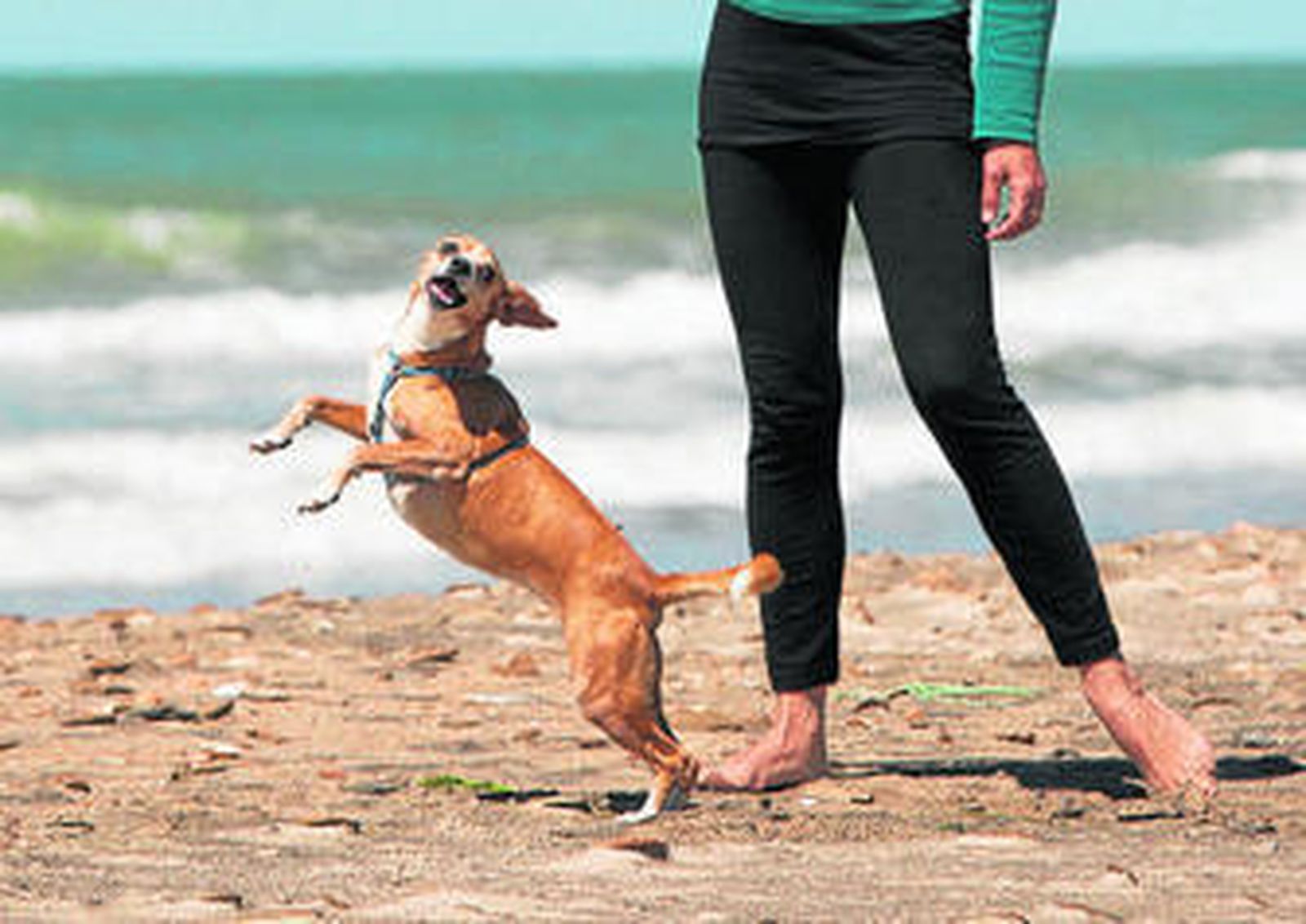 Un perro disfruta con su dueña en la playa de Camposoto, en San Fernando, en una imagen tomada anteayer.
