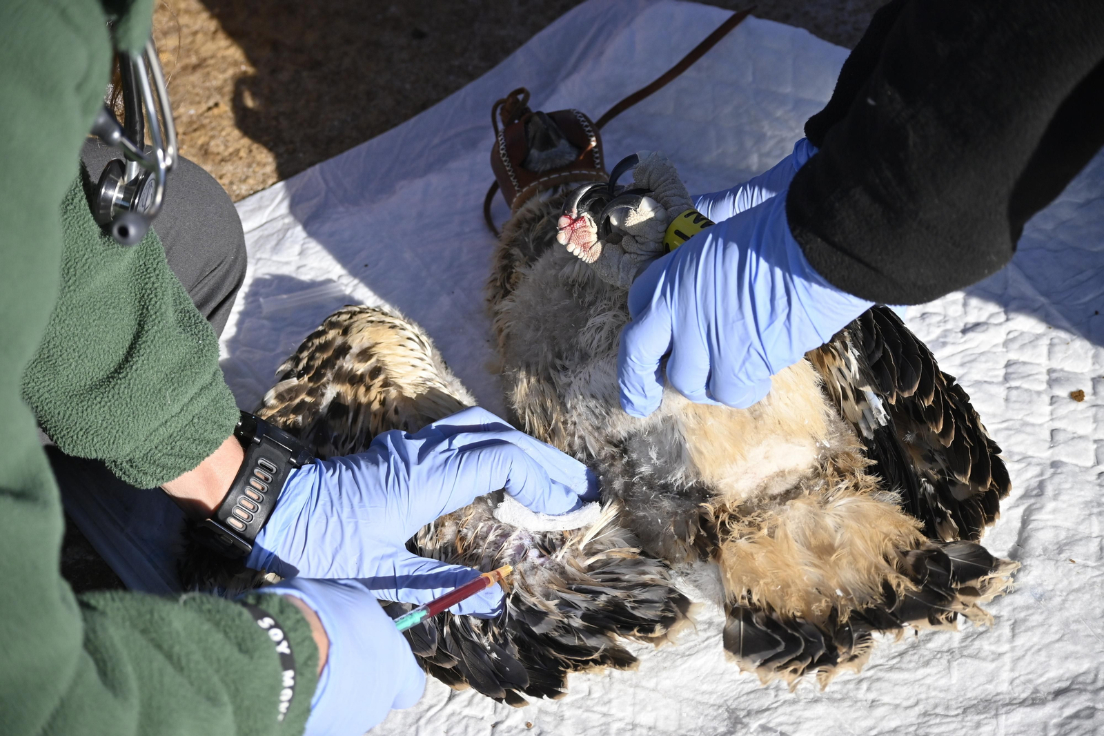 Anillamiento de tres pollos de águila pescadora nacidas en el Paraje Natural Marismas del Odiel