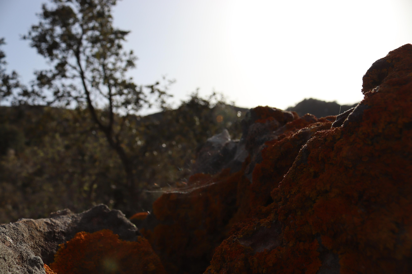 Fotos de la flora y fauna del Parque Natural de Los Alcornocales