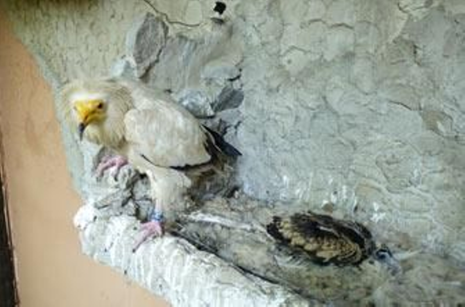 El zoobotánico de Jerez logra el nacimiento de un alimoche en cautividad