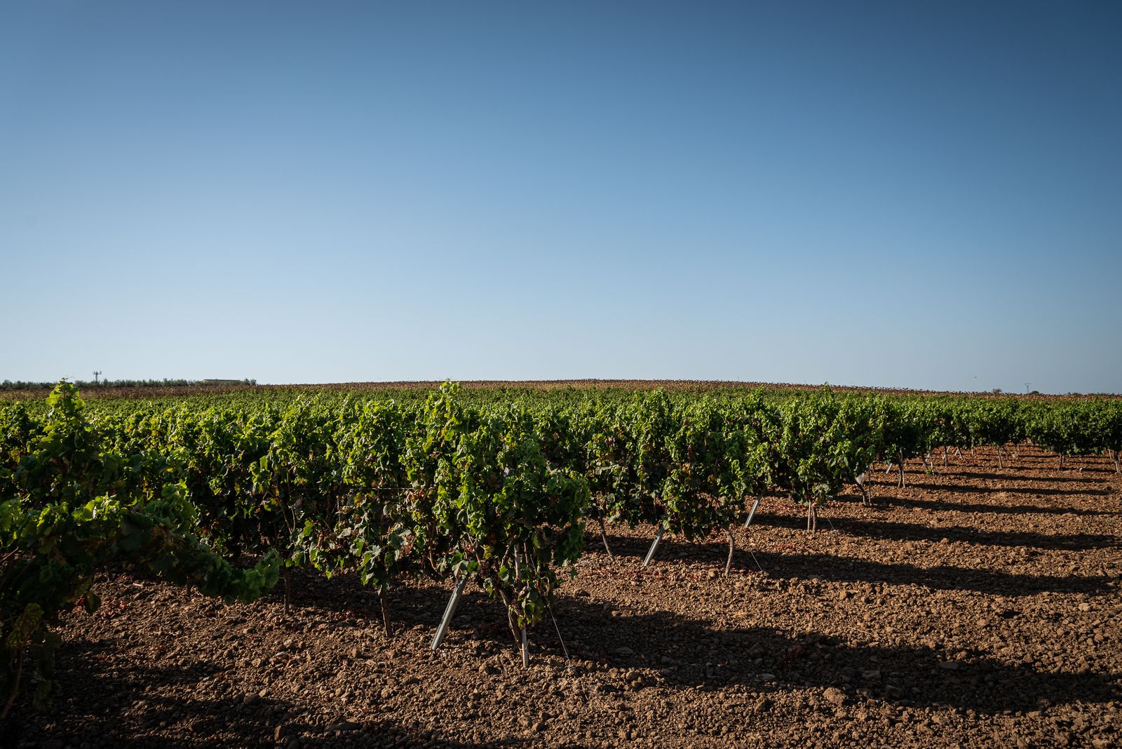 Imágenes de los estragos del parásito mildiu en los viñedos del Condado
