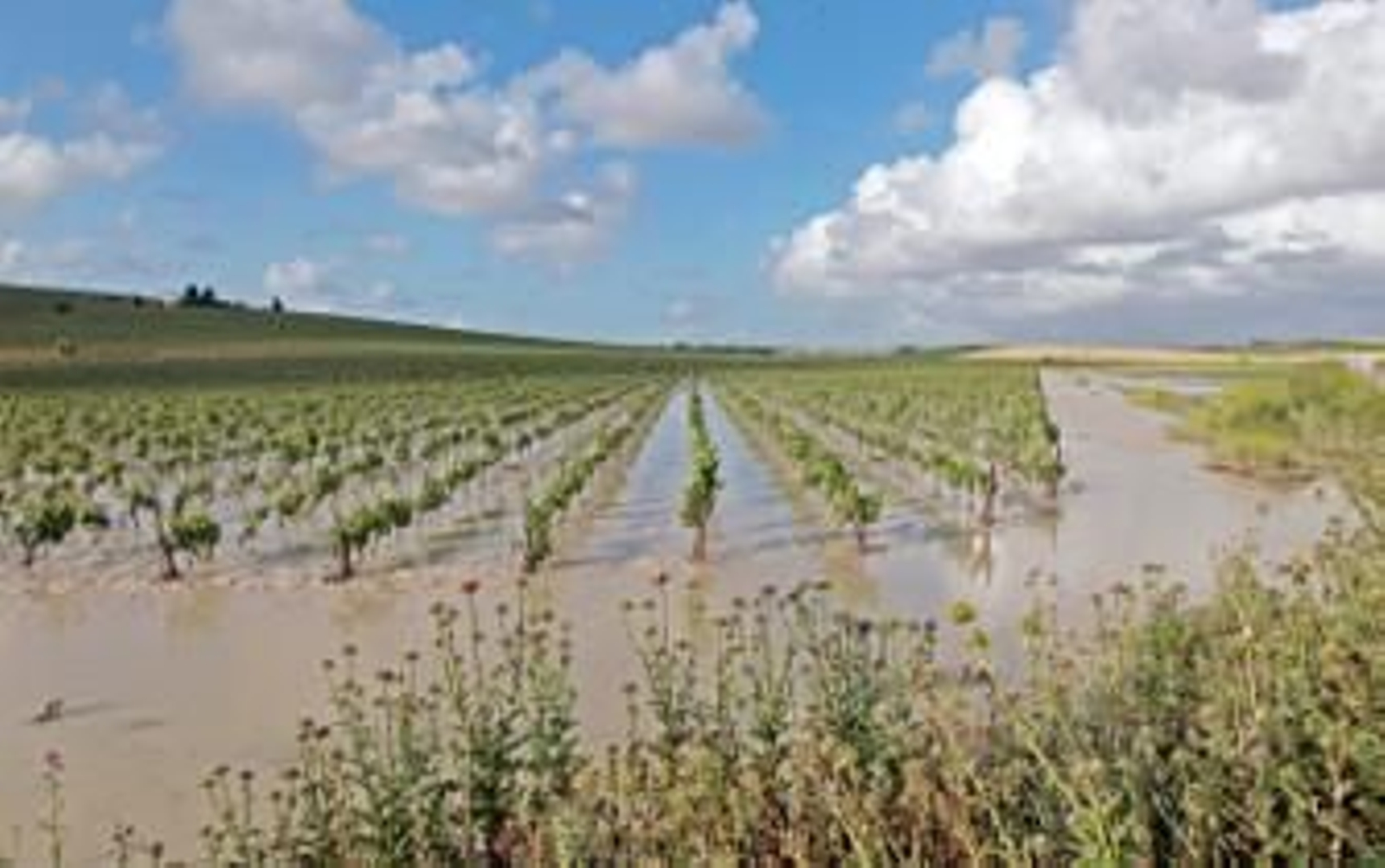 El hongo del mildiu hace estragos en el viñedo del Marco de Jerez