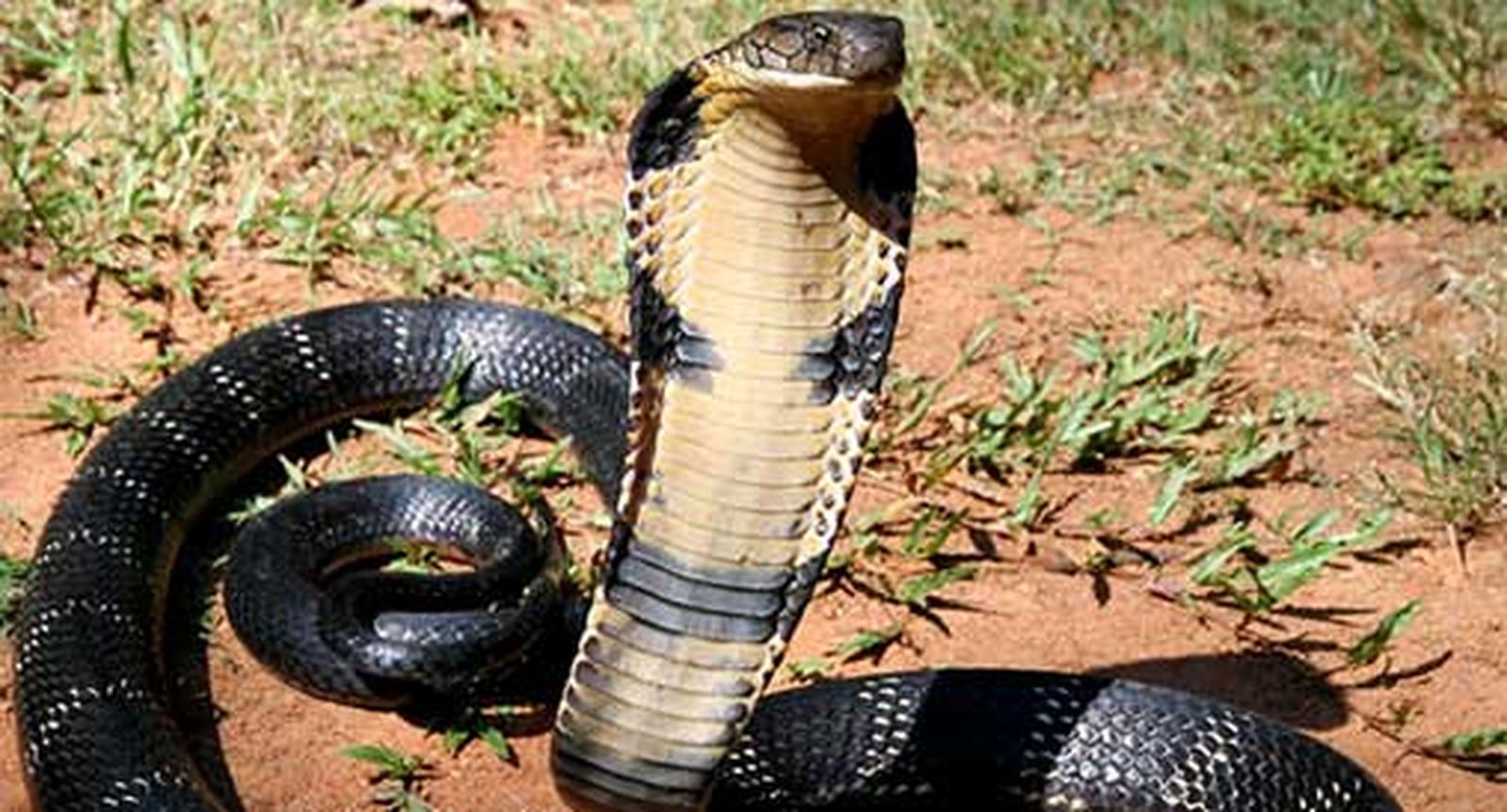 Secuencian el genoma de la cobra real, clave para desarrollar medicamentos