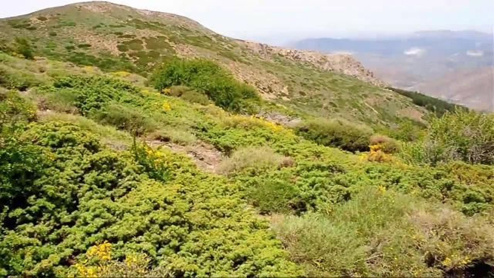 Sabinares y enebrales rastreros en Santiago Pontones en la Sierra de Segura.