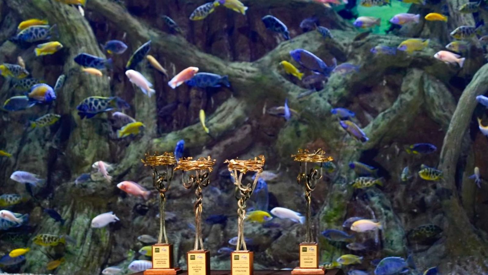 Trofeos de los galardonados, expuestos en el Acuario de Sevilla.