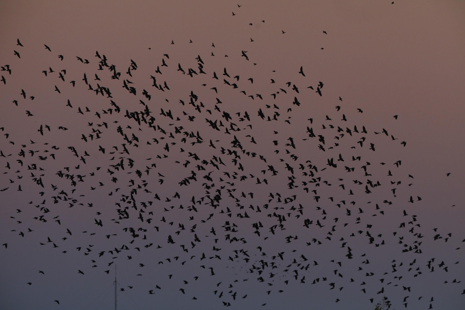 Las aves que habitan en Los Sotos de la Albolafia de Córdoba, en fotografías