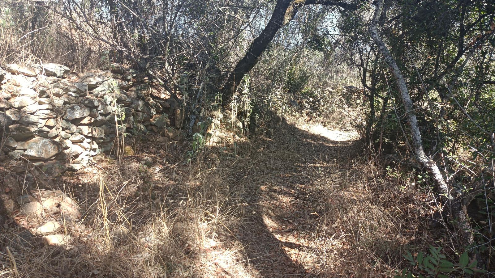 La vegetación vuelve a ser más densa por esta zona.