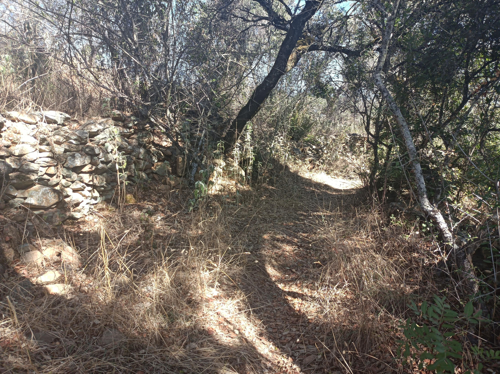 La vegetación vuelve a ser más densa por esta zona.