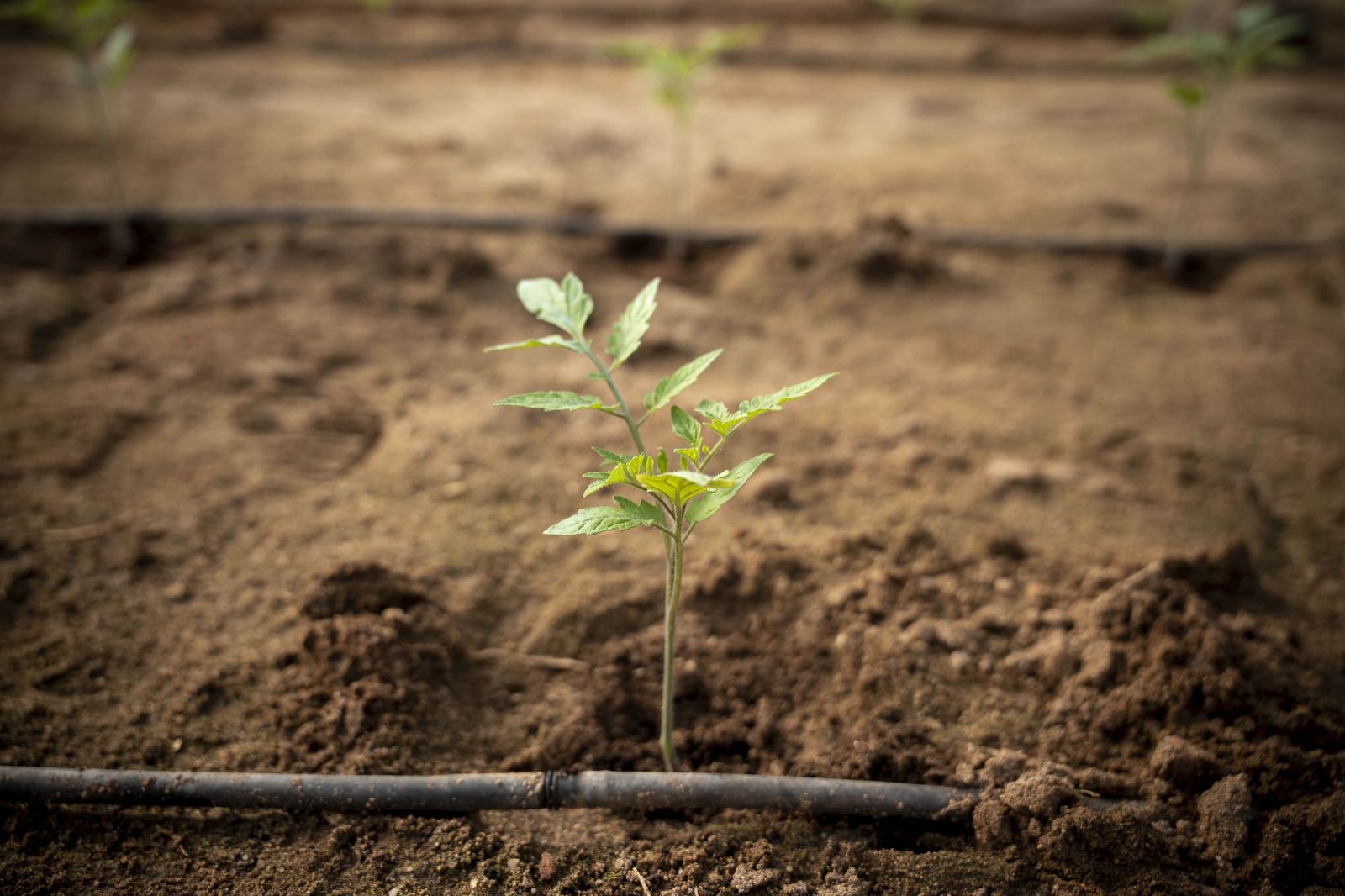 La primavera se planta en invierno entre sandías y tomates almerienses