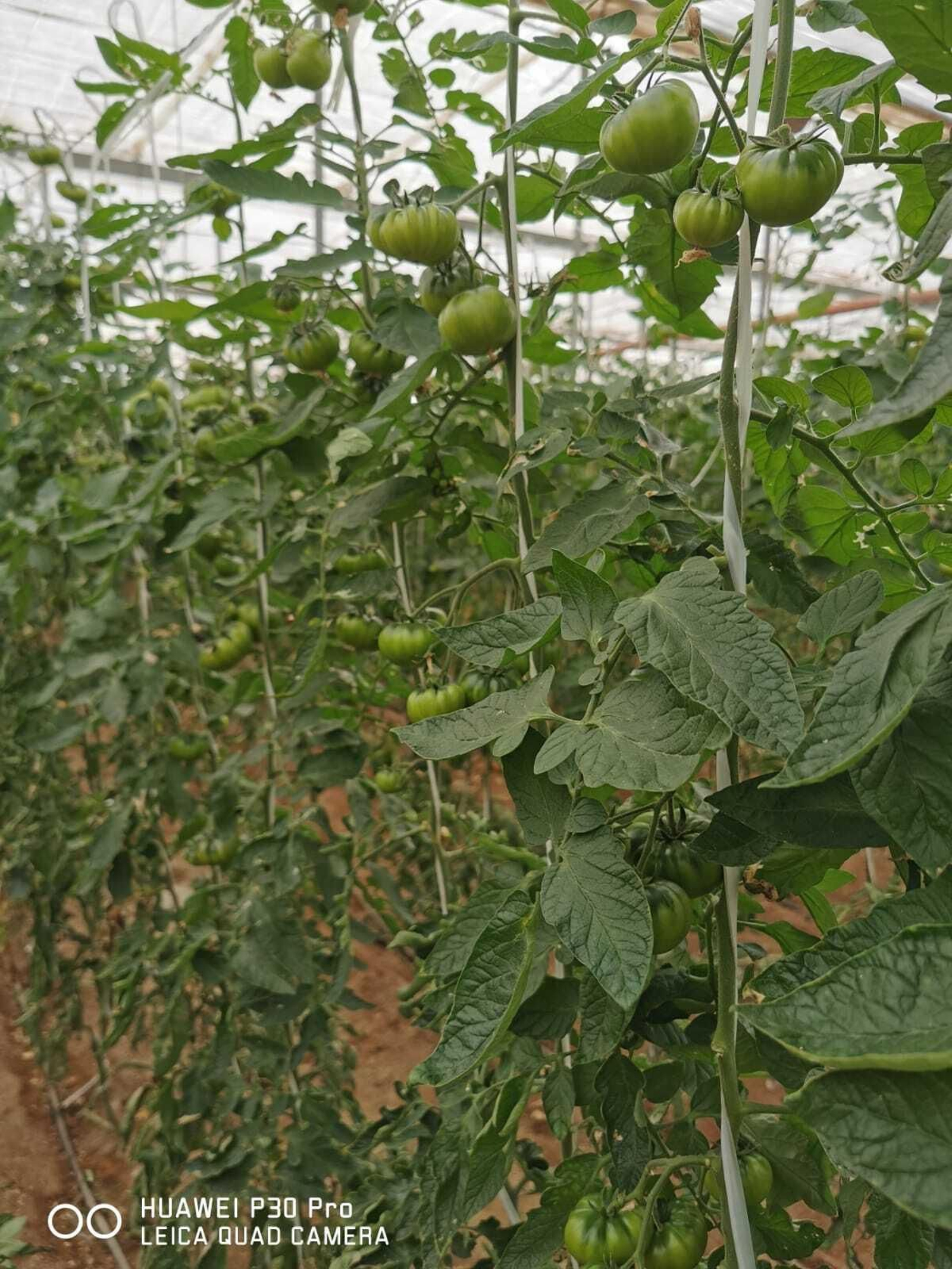 Matas de tomates Raf en invernaderos de la zona de Níjar. Matas de tomates Raf en invernaderos de la zona de Níjar.