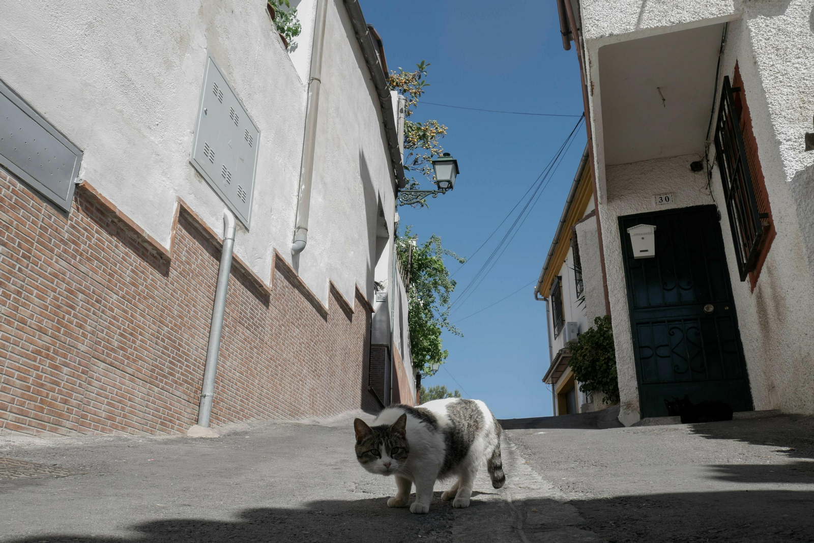 Un gato en la barriada de la Bola de Oro