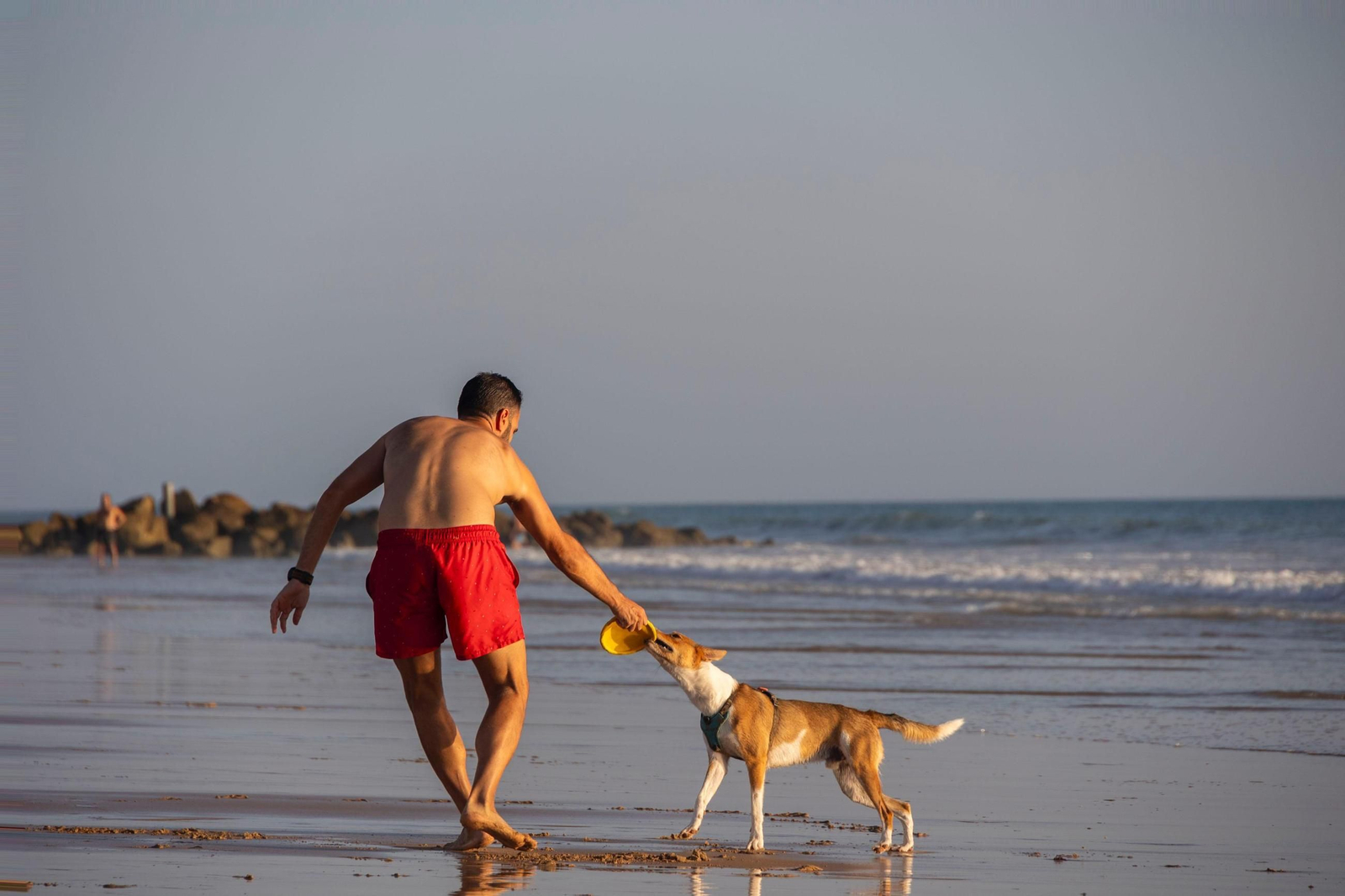 Así disfrutan los perros y sus dueños en la playa canina de Cádiz