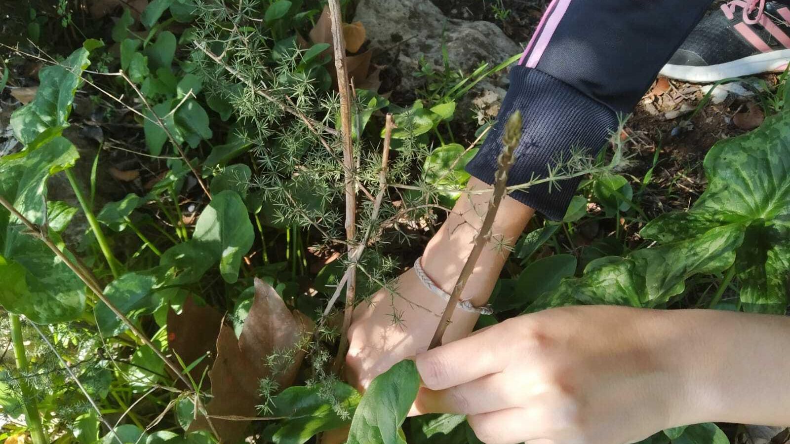 Recogida de espárragos en la Campiña. Recogida de espárragos en la Campiña.