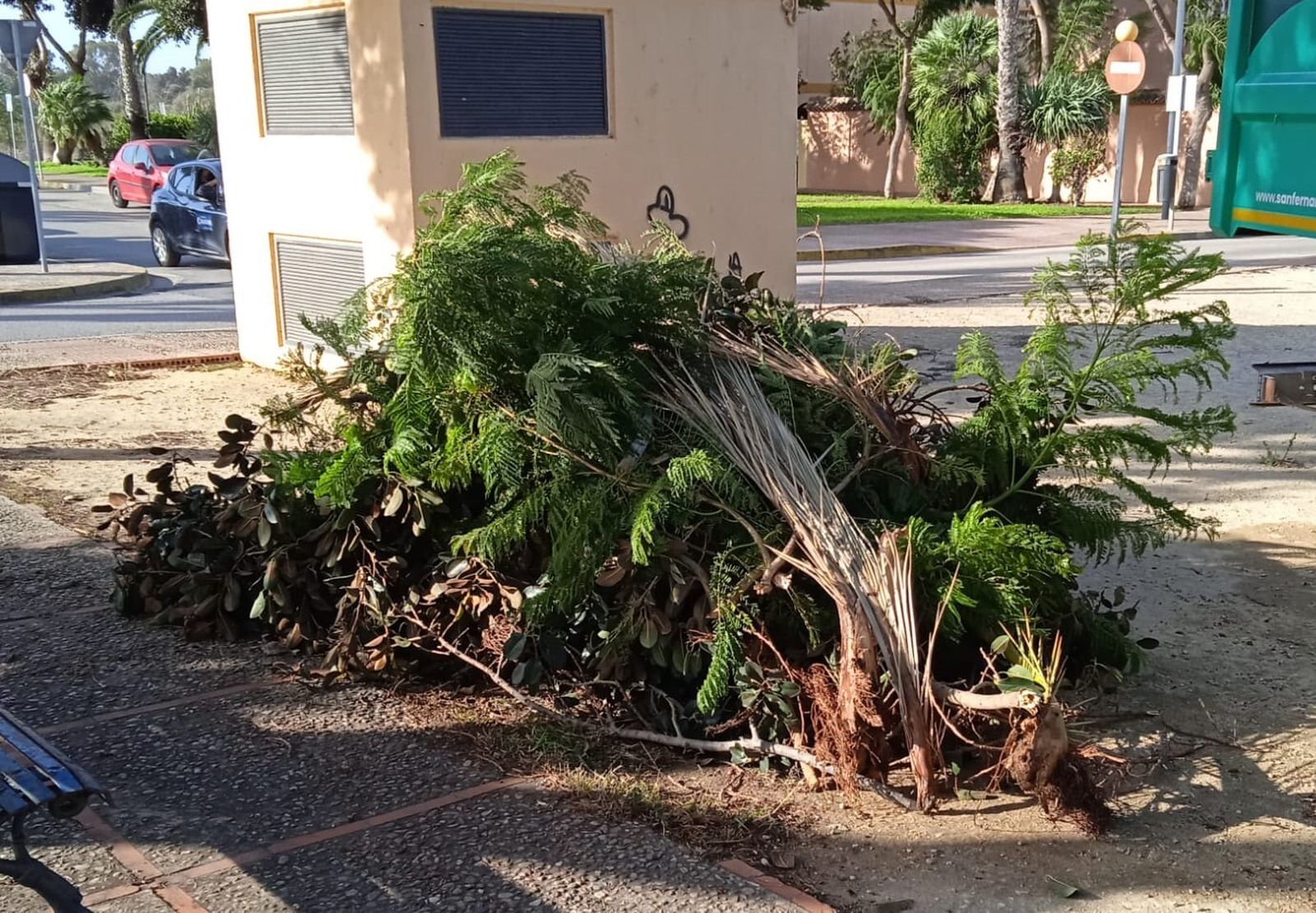 Ramas derribadas por el viento y retiradas por los servicios de parques y jardines en la plaza Hispanoamérica.