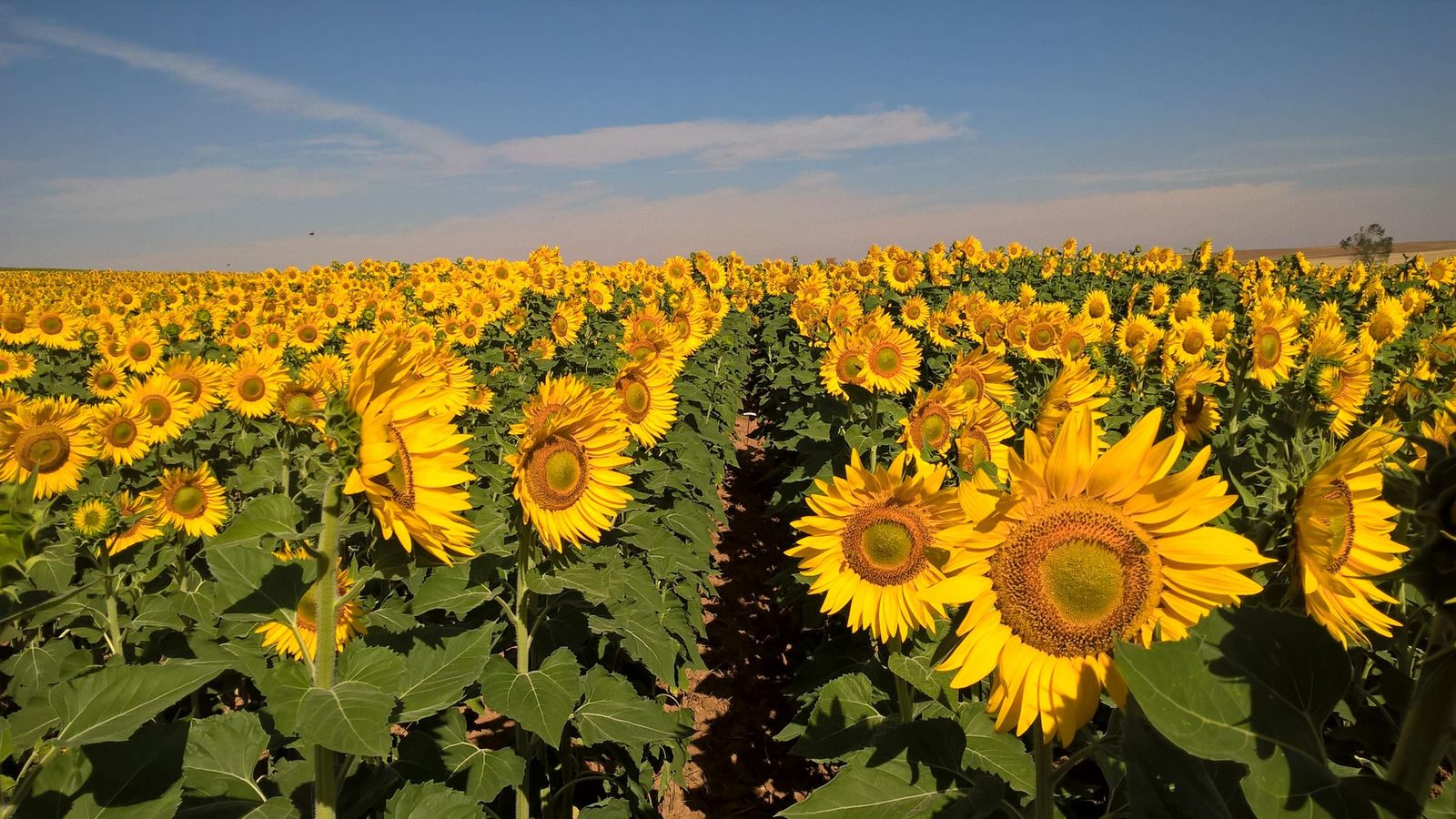 Campo de girasoles.