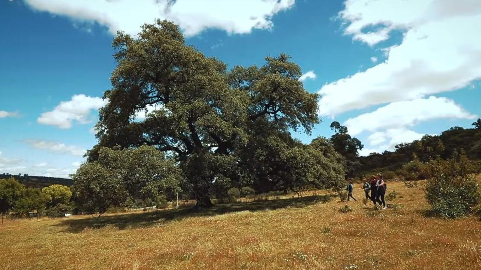 Vecinos paseando por el terreno de la encina de los perros.